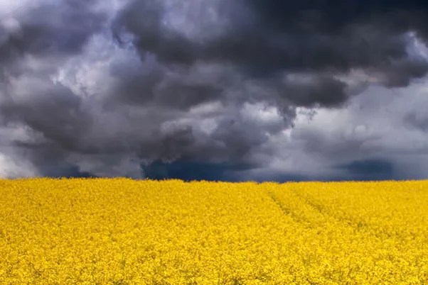 contrasts in sepia featured image