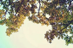 the twisted oak featured image