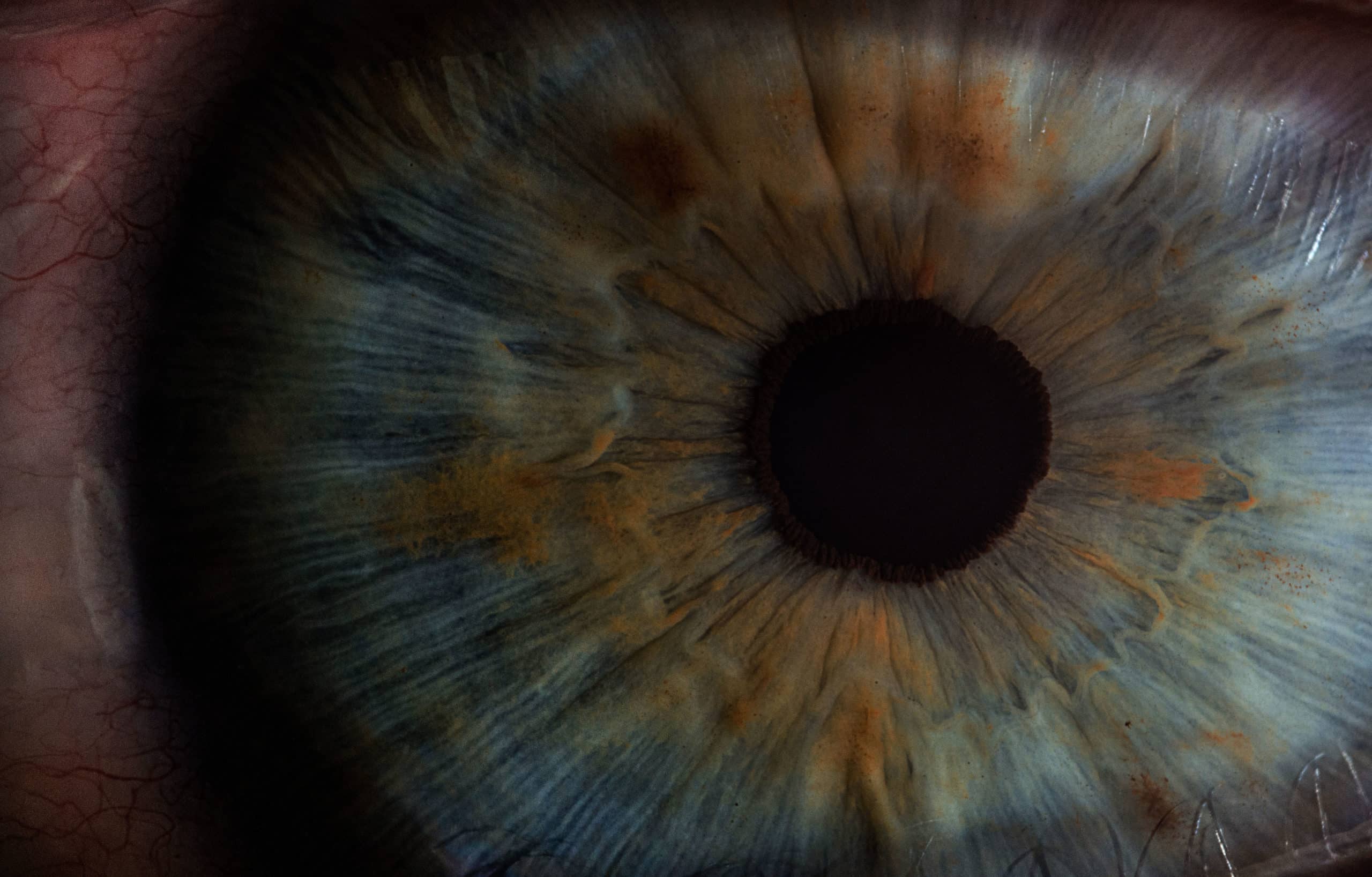 dissection of the cockroach