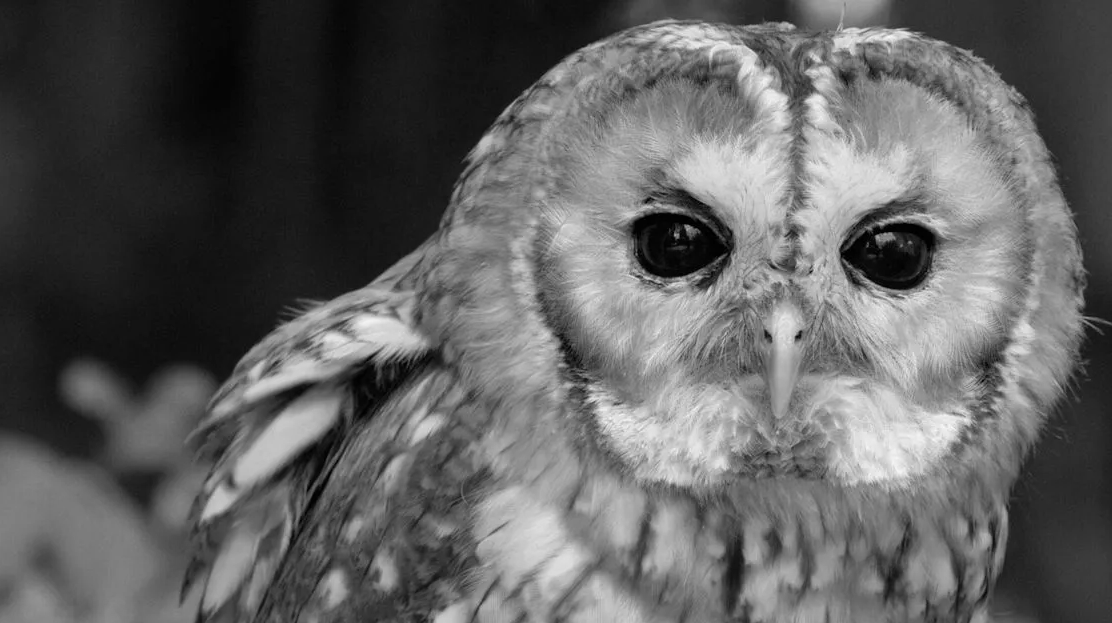 the owl service
