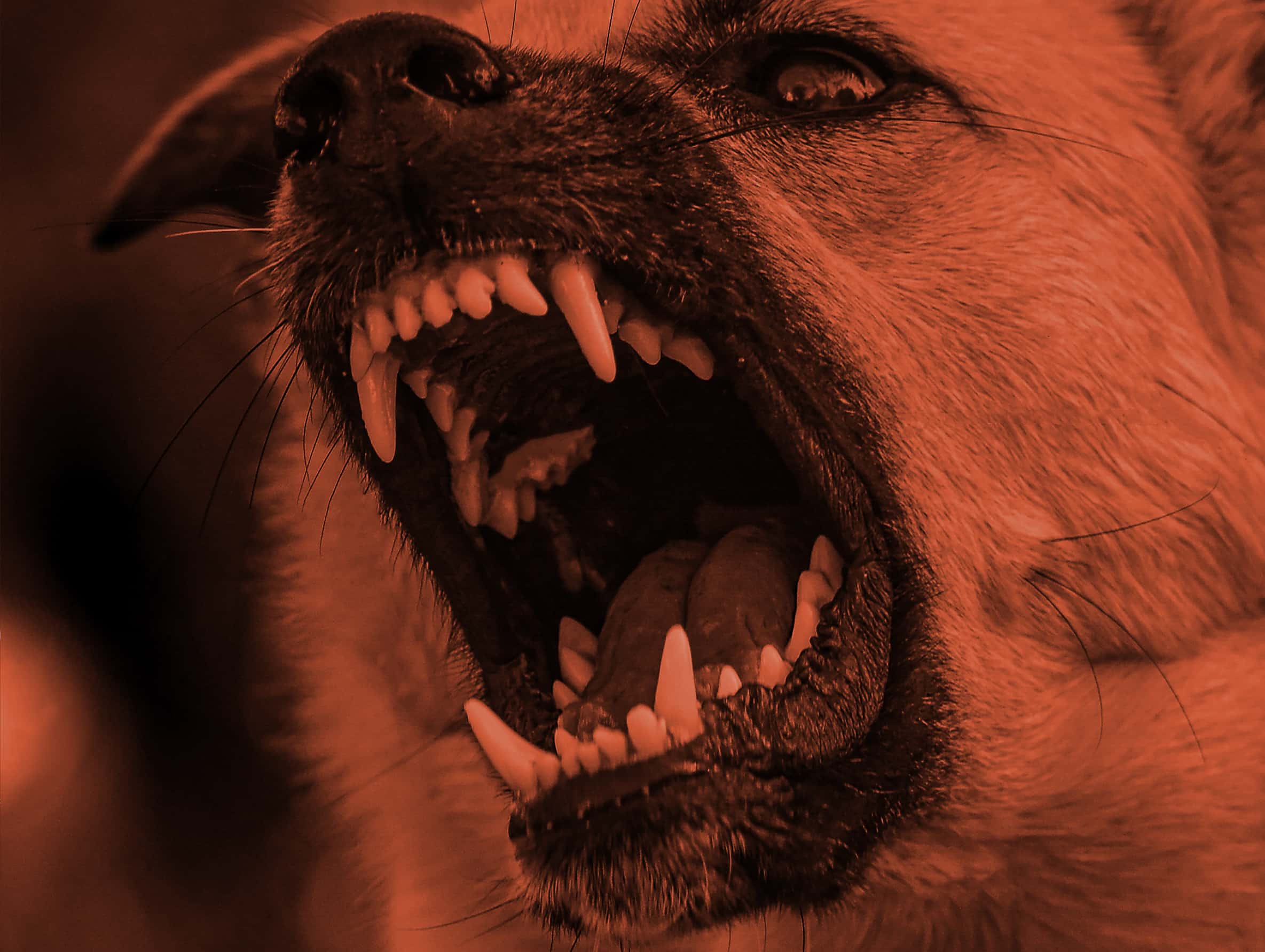 ‘s great big dog card