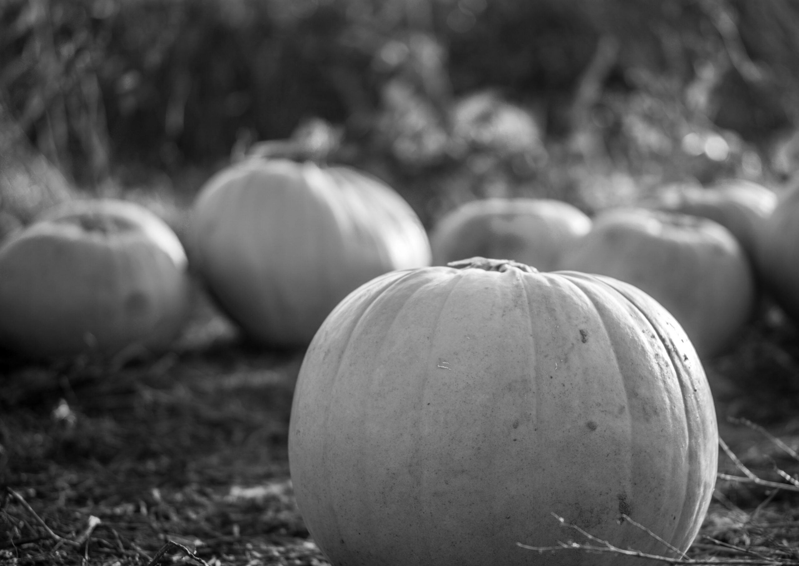 the pumpkin patch